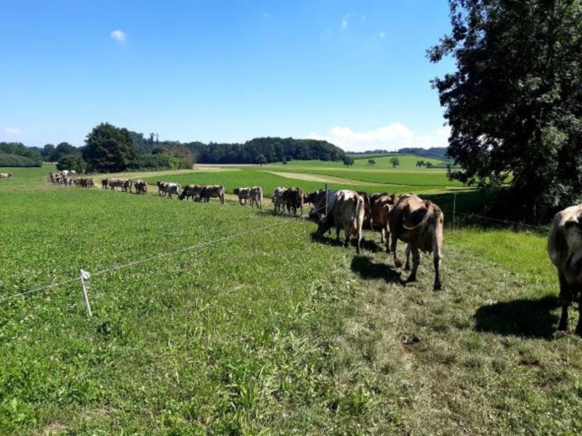 Roesslerhof Ferienwohnung Roesslerweiher Schlier Bagian luar foto