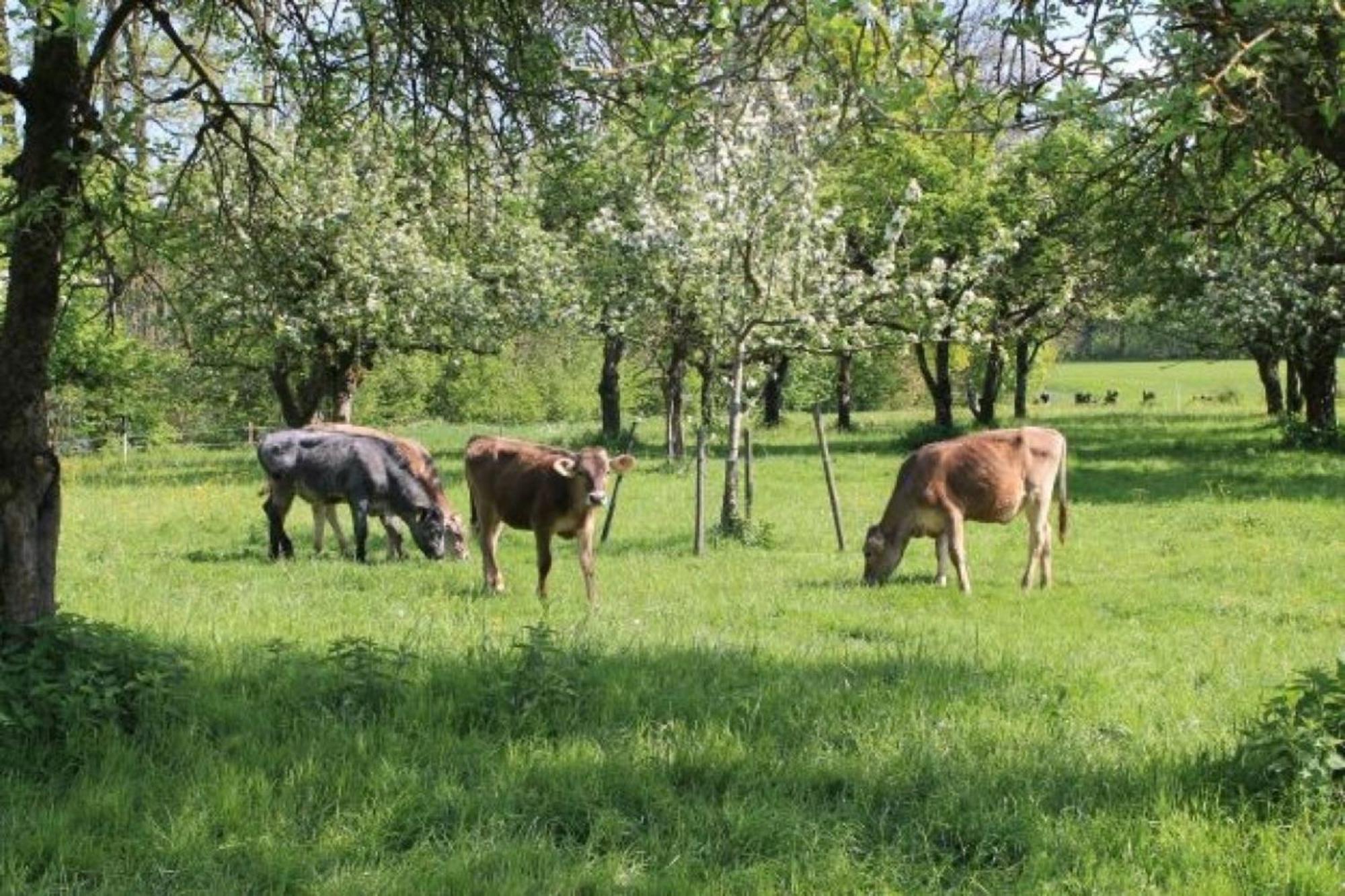 Roesslerhof Ferienwohnung Roesslerweiher Schlier Bagian luar foto