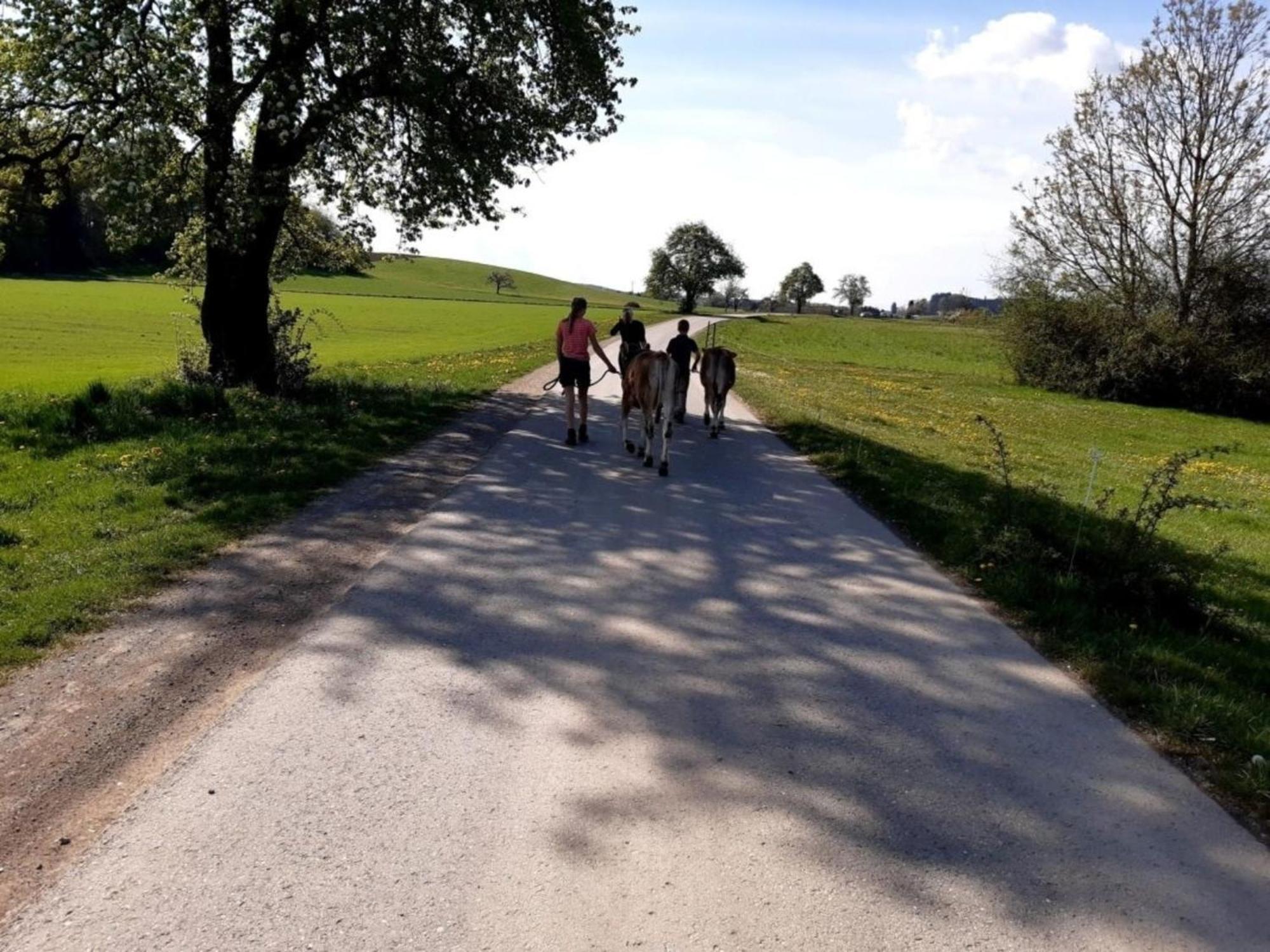 Roesslerhof Ferienwohnung Roesslerweiher Schlier Bagian luar foto